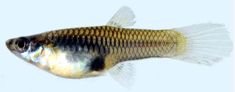 Poecilia reticulata_hembra_06.jpg